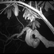 Illustration for article titled Treetop Camera Traps Catch Animals In Their Most Candid Moments